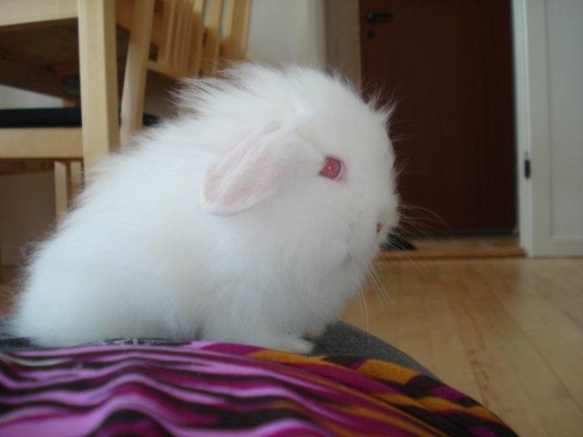 Kanin Venus billede 10