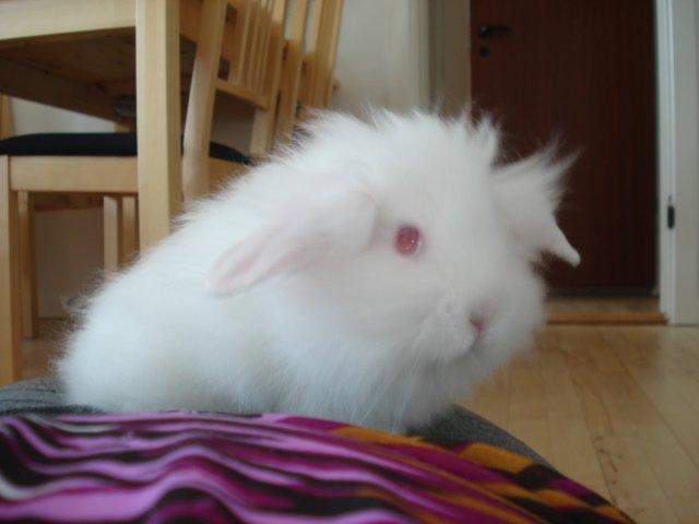 Kanin Venus billede 11