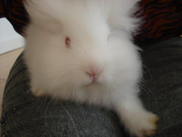 Kanin Venus billede 12