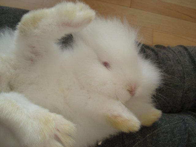 Kanin Venus billede 13