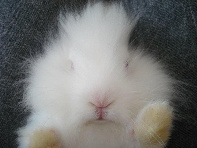 Kanin Venus billede 14