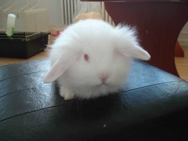 Kanin Venus billede 15