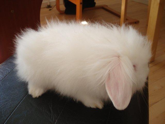 Kanin Venus billede 17