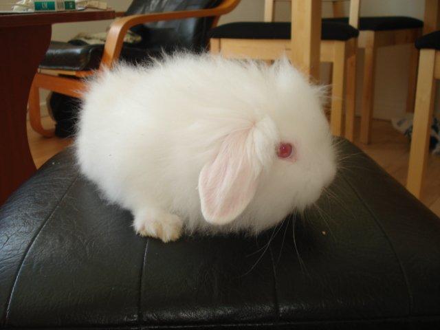 Kanin Venus billede 18