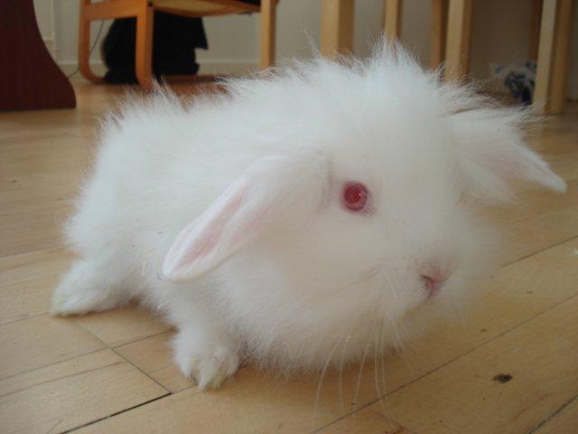 Kanin Venus billede 19