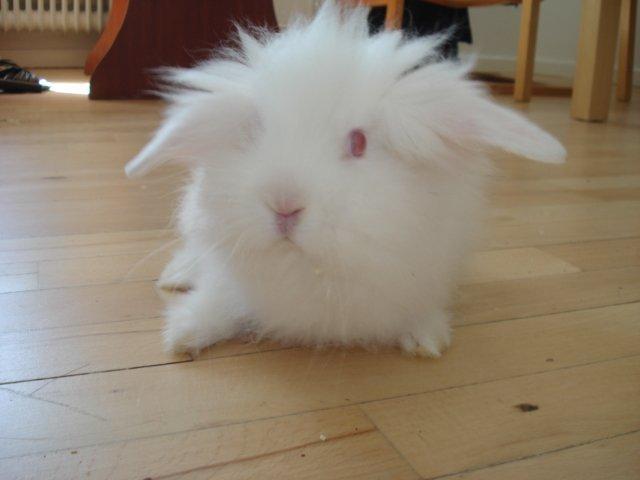 Kanin Venus billede 20