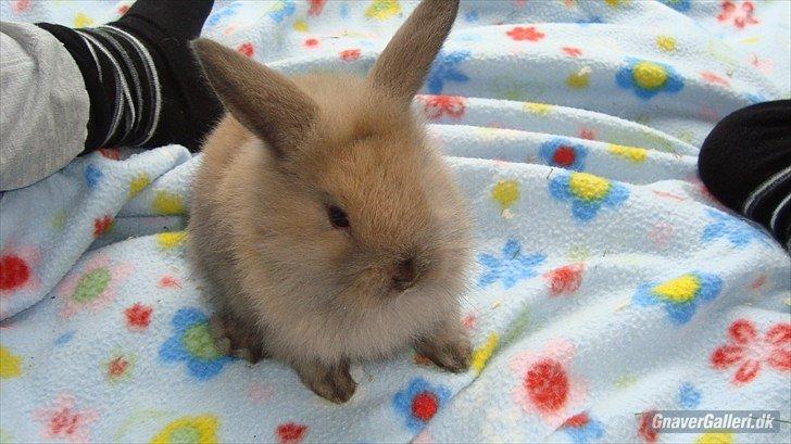 Kanin Stella billede 4