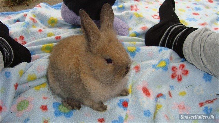 Kanin Stella billede 5
