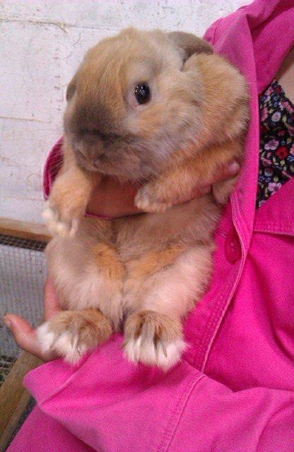 Kanin Buller billede 8