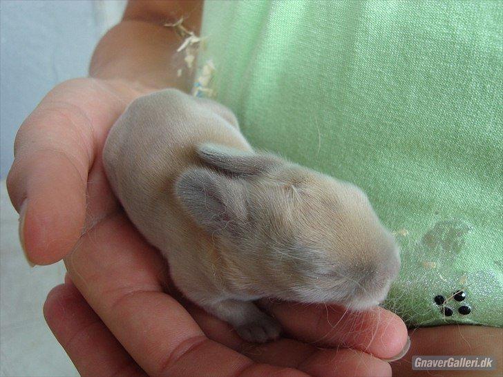 Kanin Buller billede 13