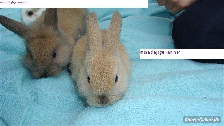 Kanin Buller billede 9