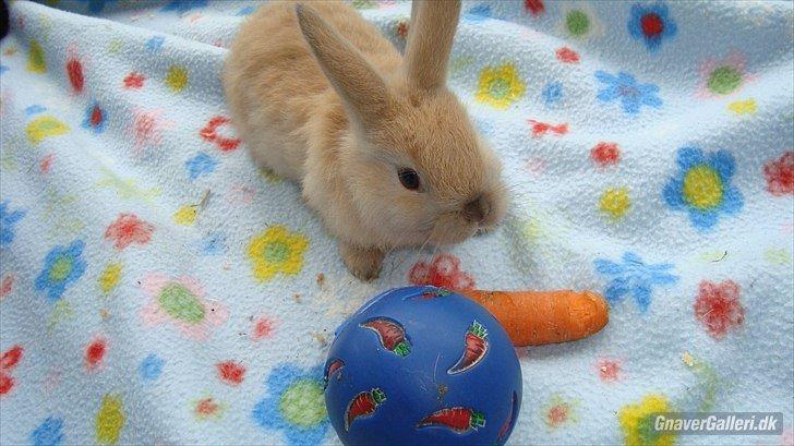 Kanin Buller billede 10