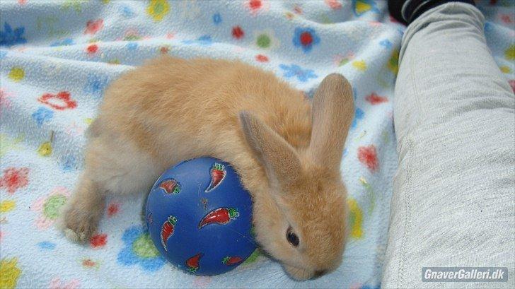 Kanin Buller billede 11