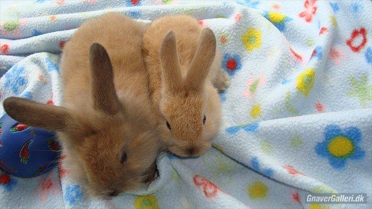 Kanin Buller billede 12