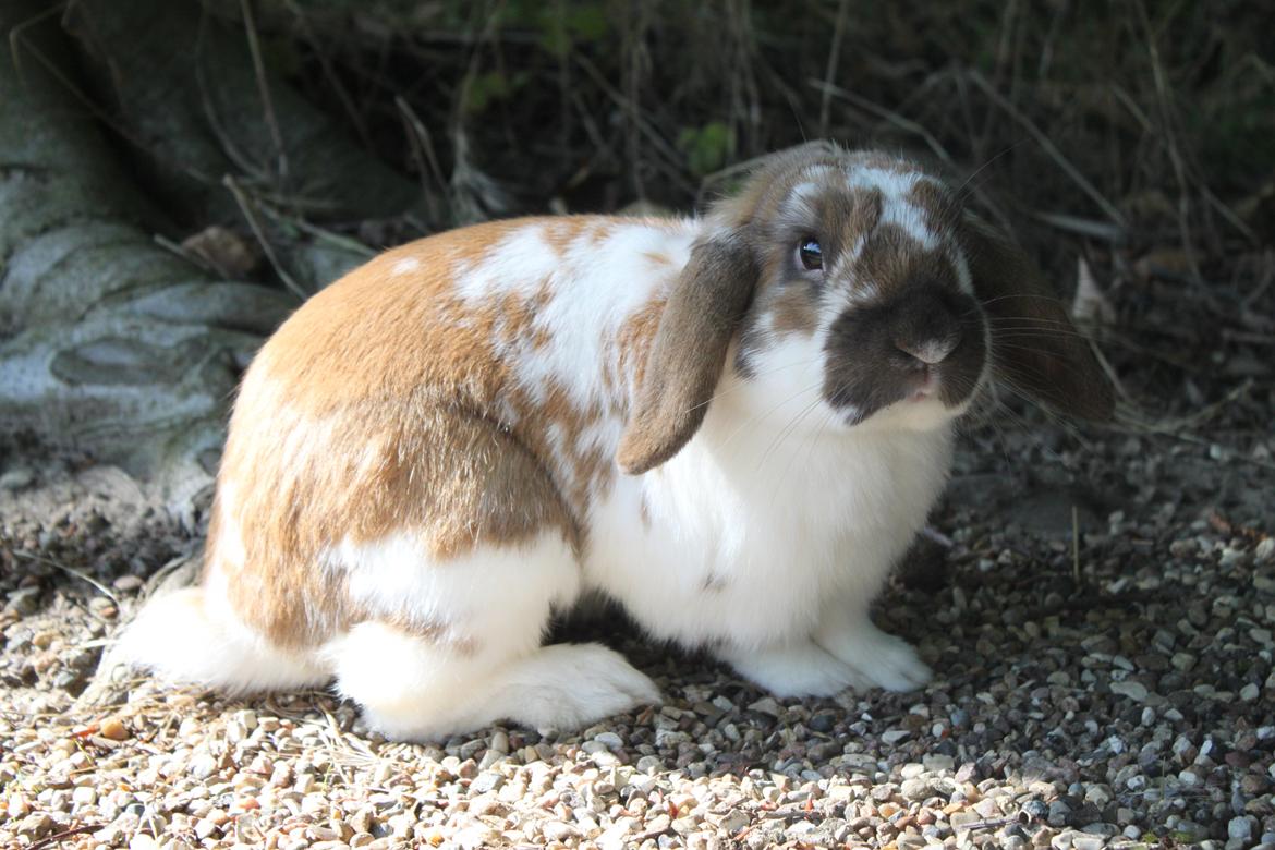 Kanin Hønsehusets Prazo Wabanaki billede 10