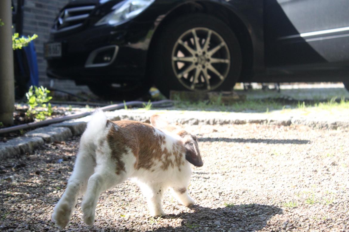 Kanin Hønsehusets Prazo Wabanaki billede 8