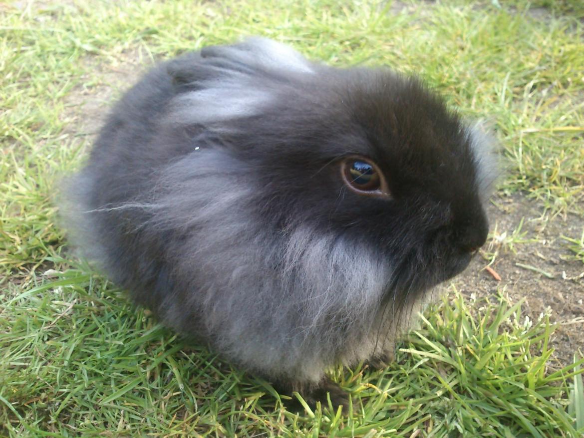Kanin ninus billede 3