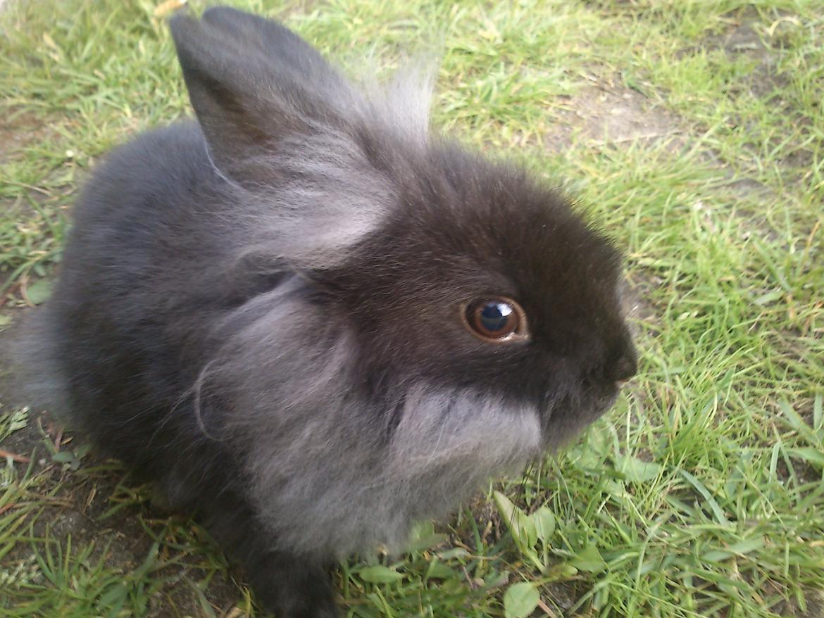 Kanin ninus billede 5