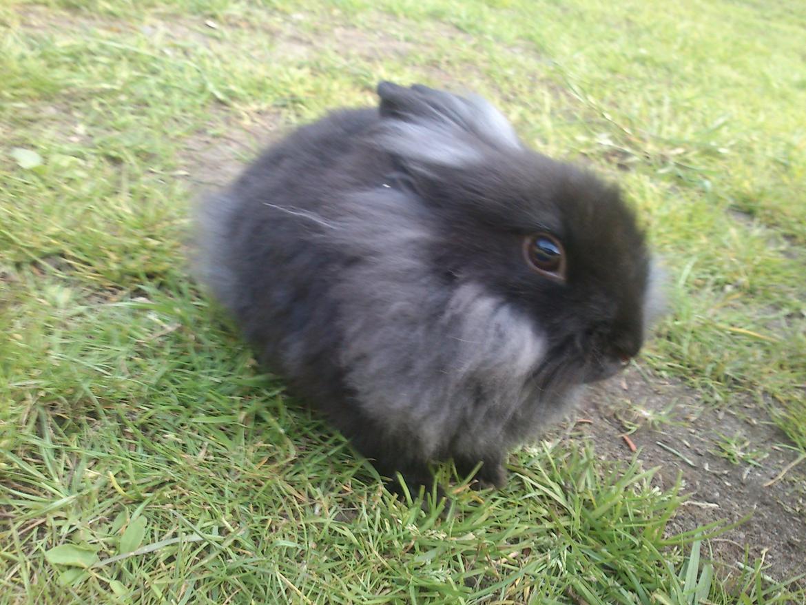 Kanin ninus billede 6