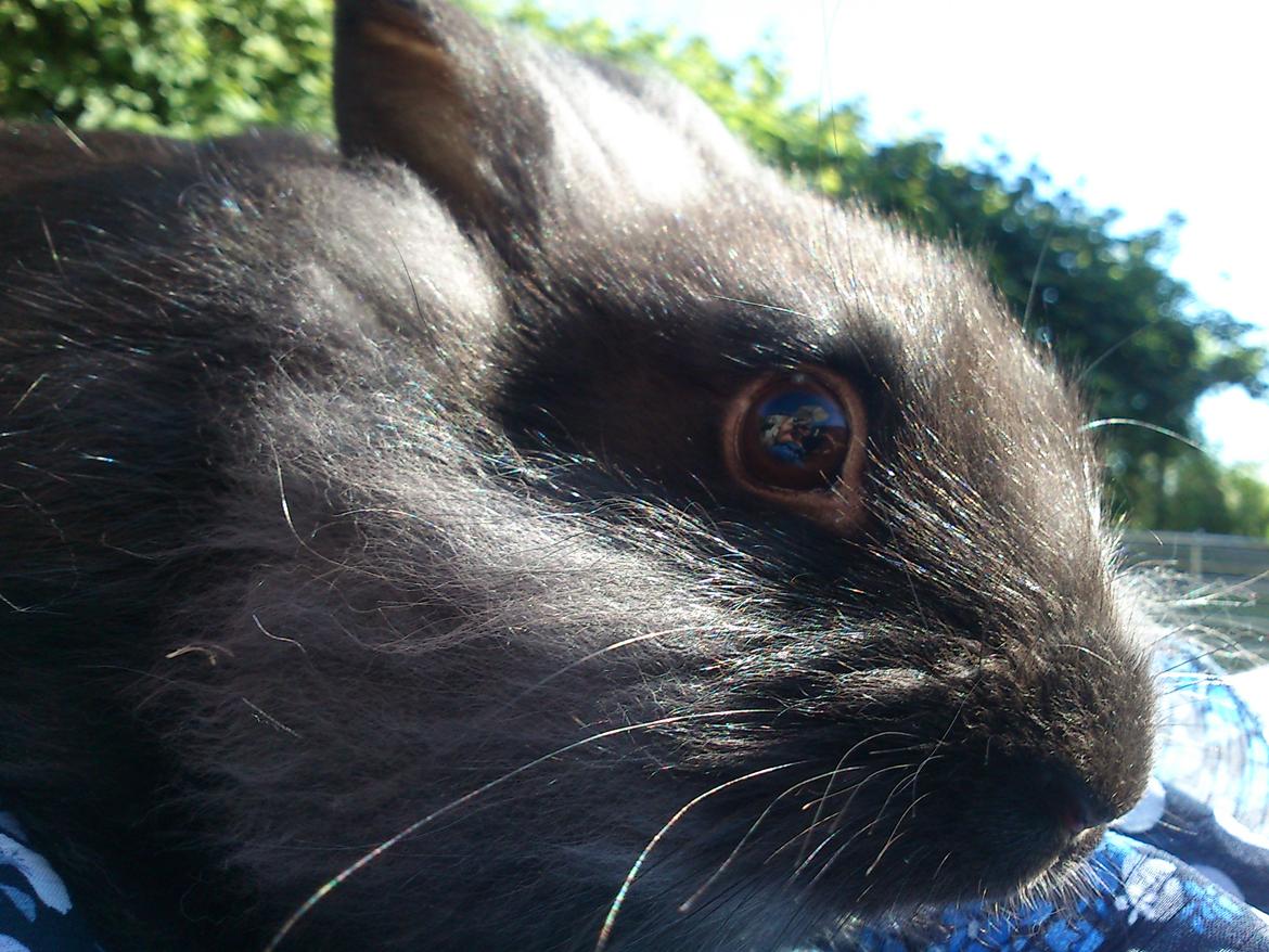 Kanin ninus billede 1