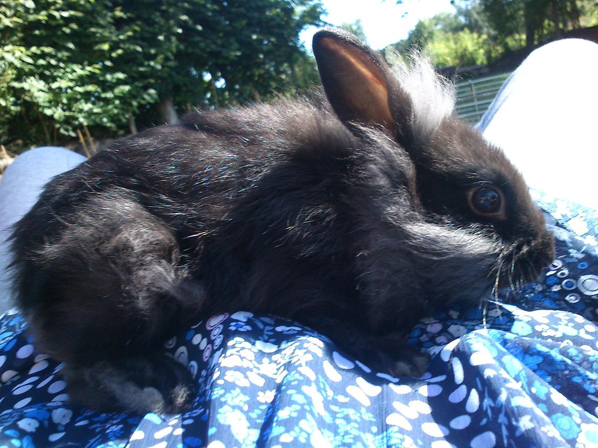 Kanin ninus billede 7