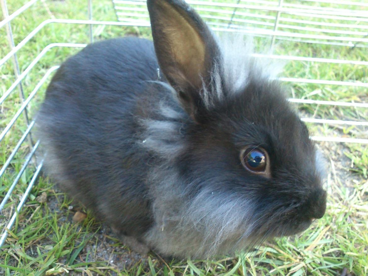 Kanin ninus billede 8