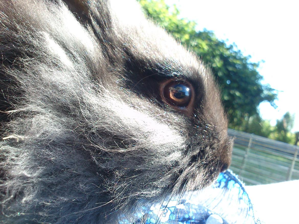 Kanin ninus billede 9