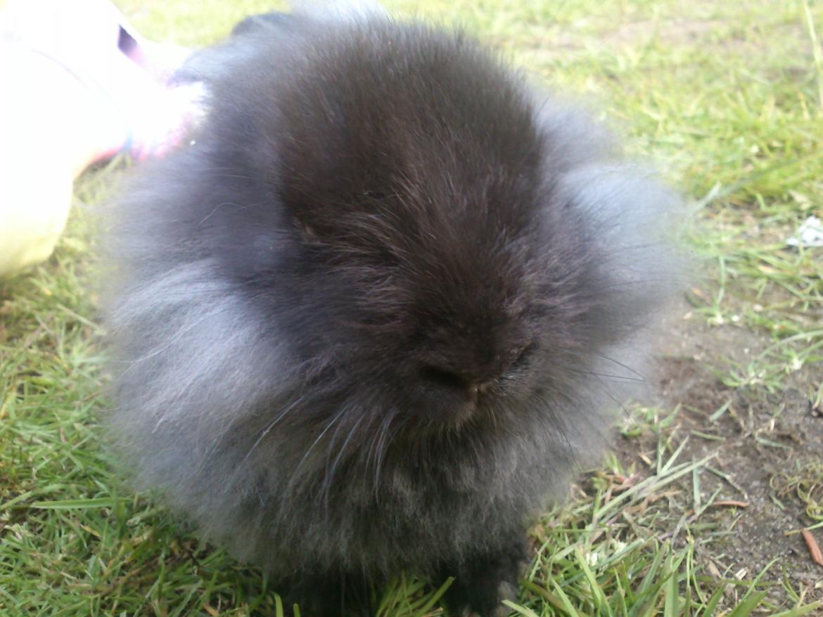 Kanin ninus billede 10