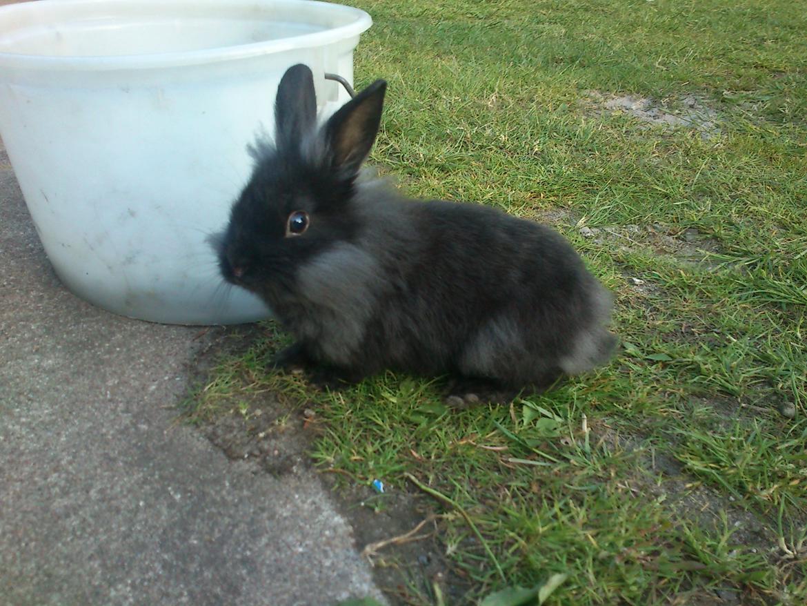 Kanin ninus billede 2