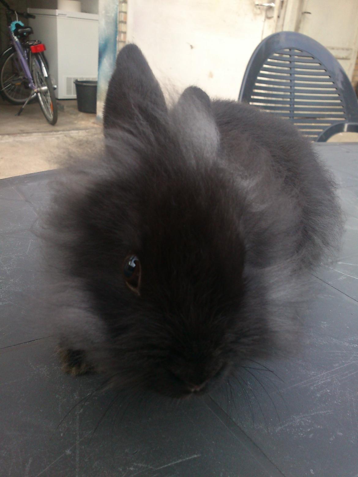 Kanin ninus billede 11