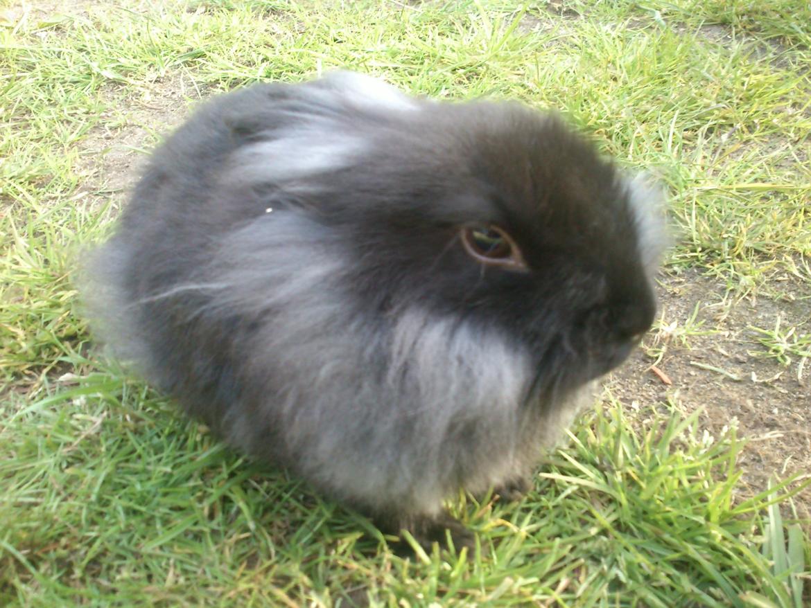 Kanin ninus billede 12
