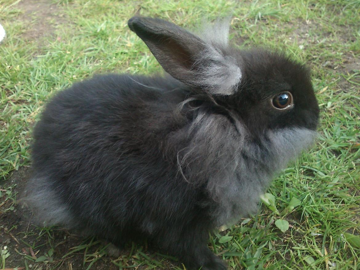 Kanin ninus billede 13