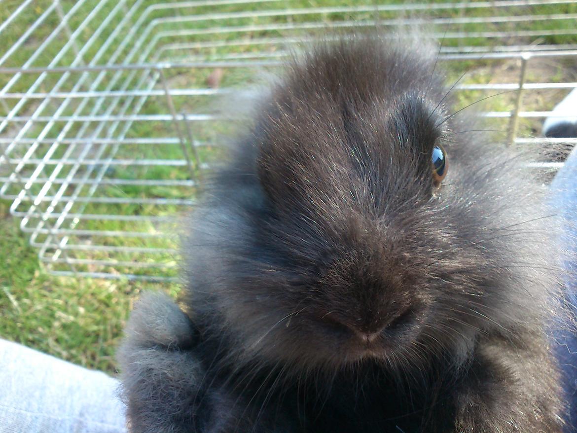 Kanin ninus billede 14