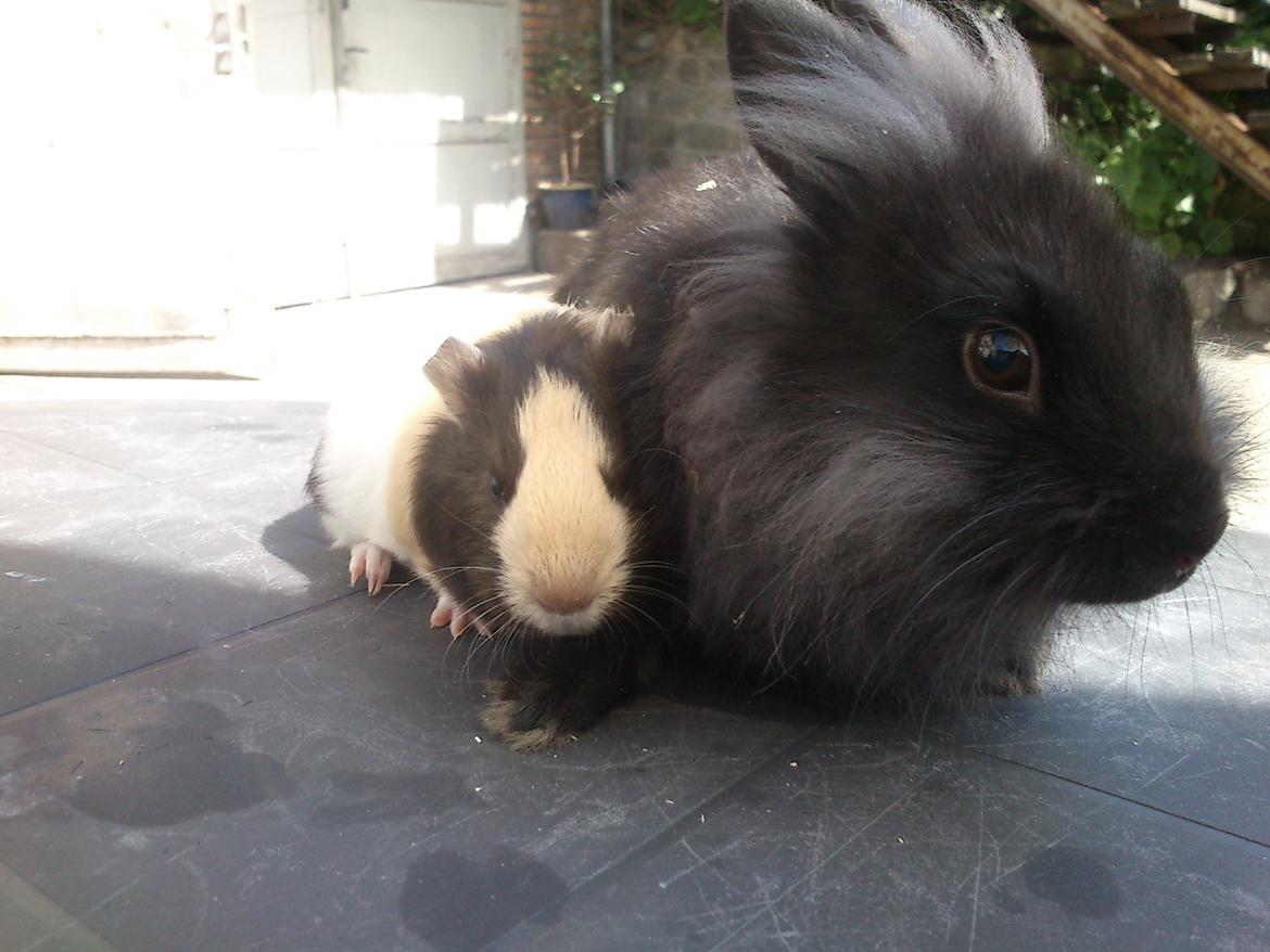 Kanin ninus billede 15