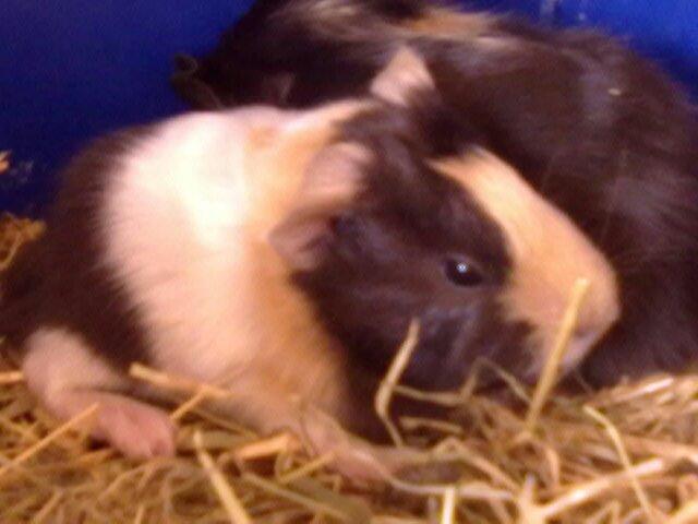 Marsvin tøzen billede 16