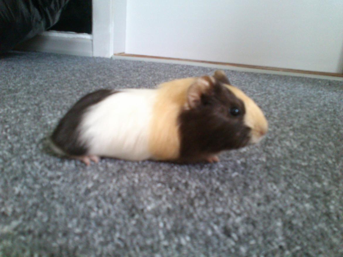 Marsvin tøzen billede 10