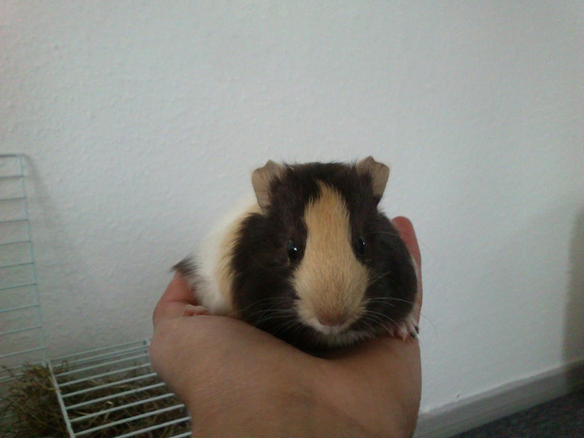 Marsvin tøzen billede 6