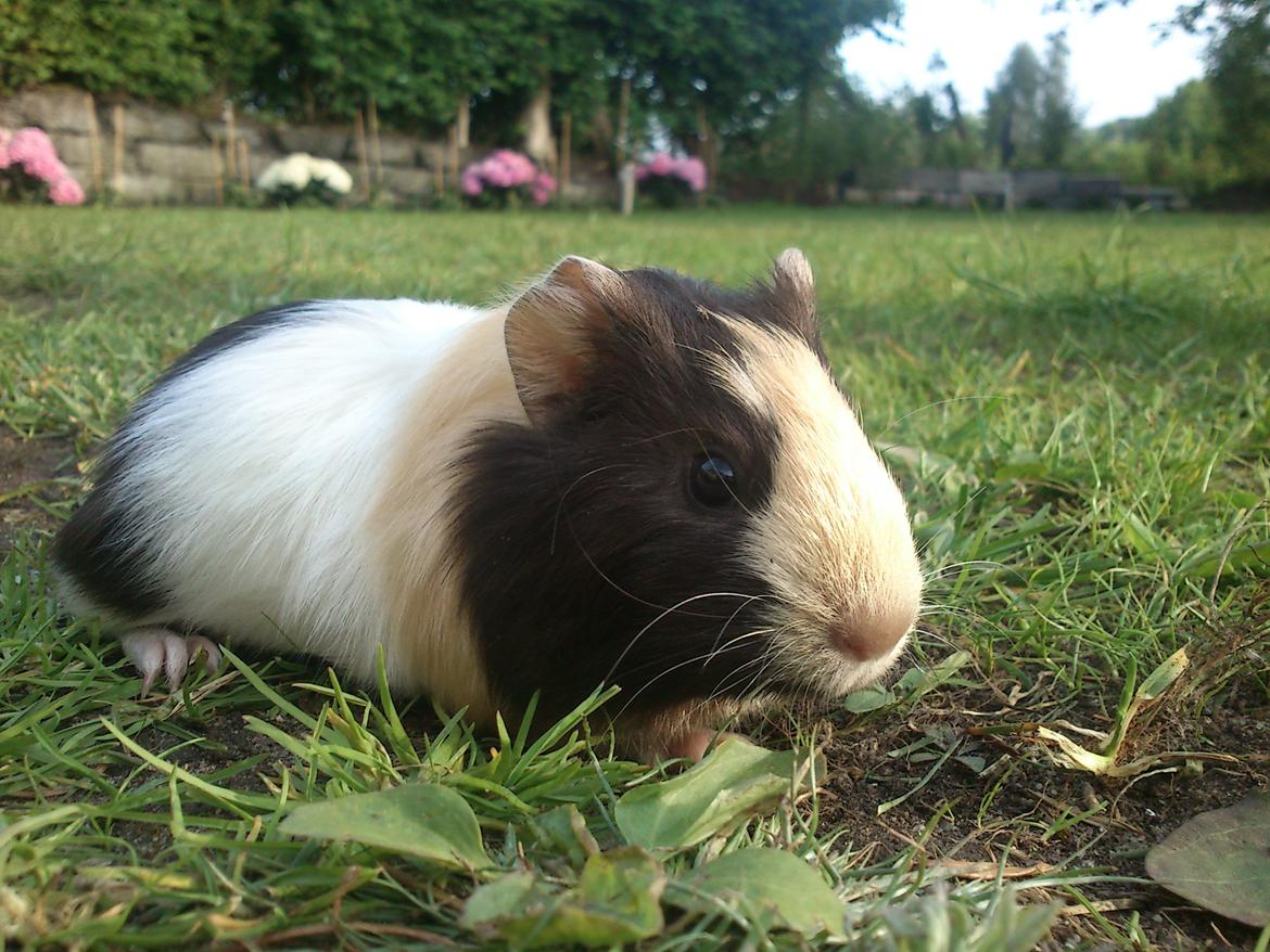 Marsvin tøzen billede 5