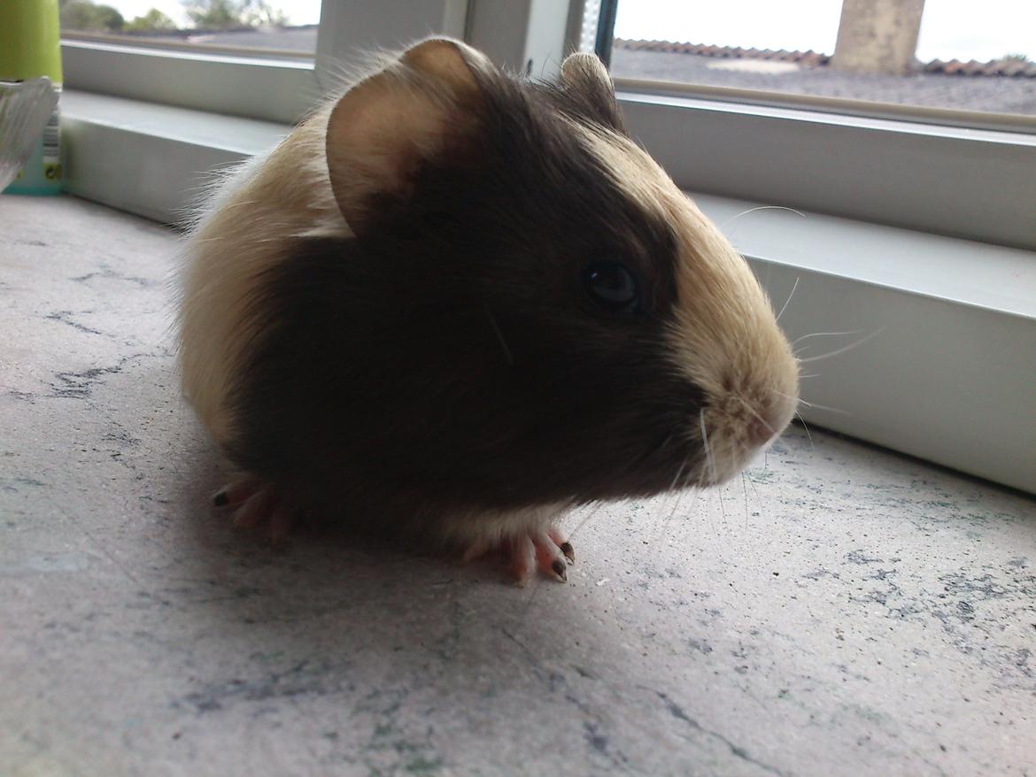 Marsvin tøzen billede 7