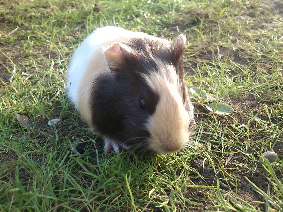 Marsvin tøzen billede 11