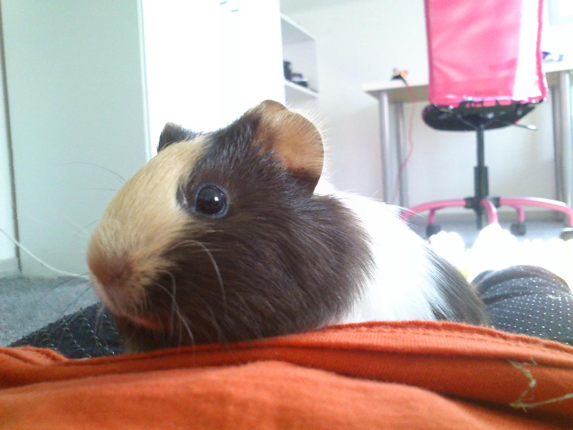 Marsvin tøzen billede 4