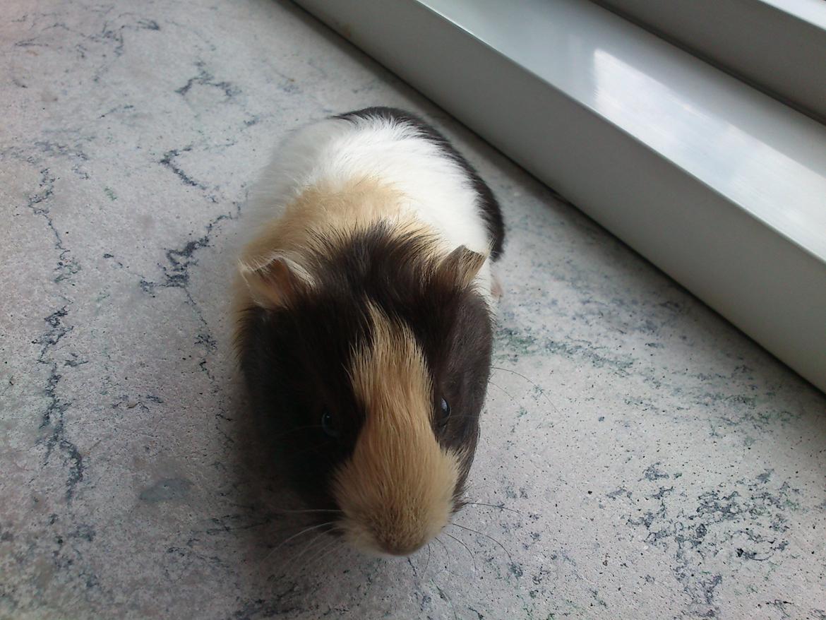 Marsvin tøzen billede 8