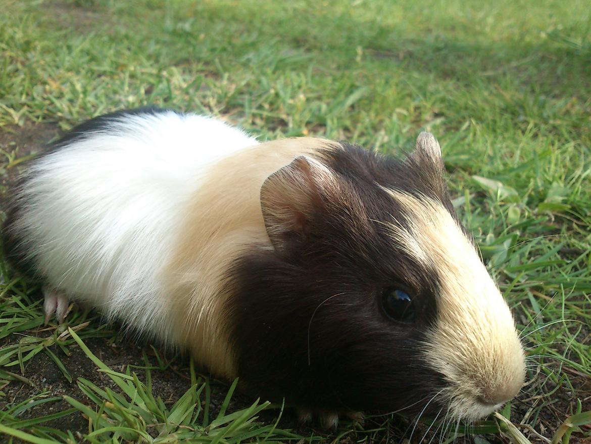 Marsvin tøzen billede 9