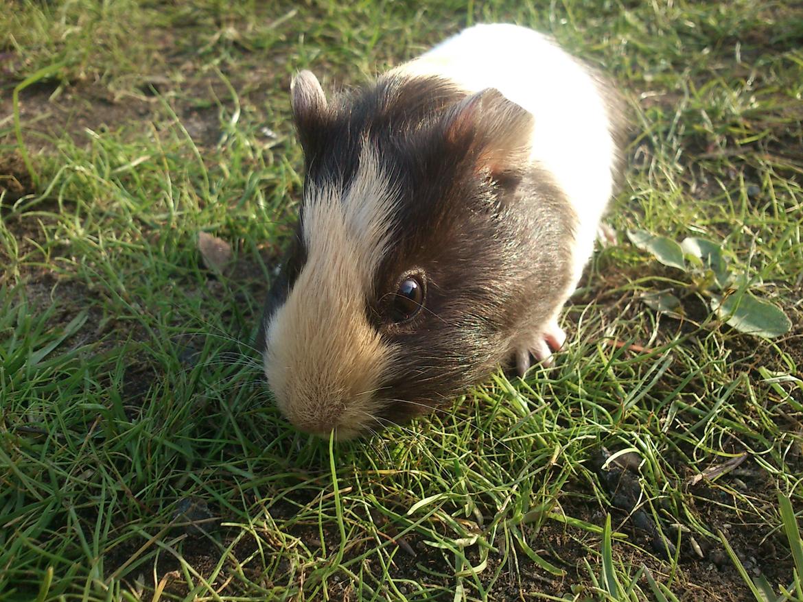 Marsvin tøzen billede 17