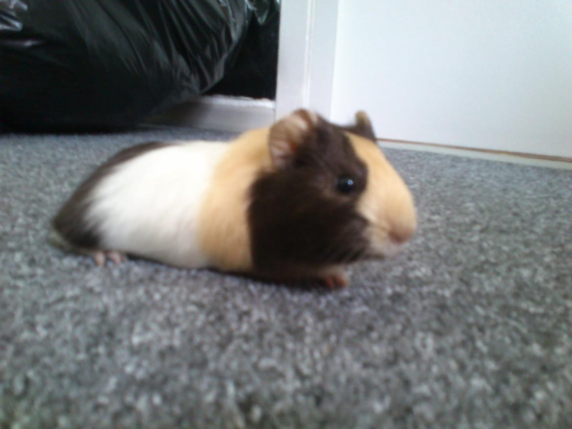 Marsvin tøzen billede 18