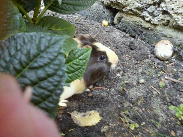 Marsvin tøzen billede 2