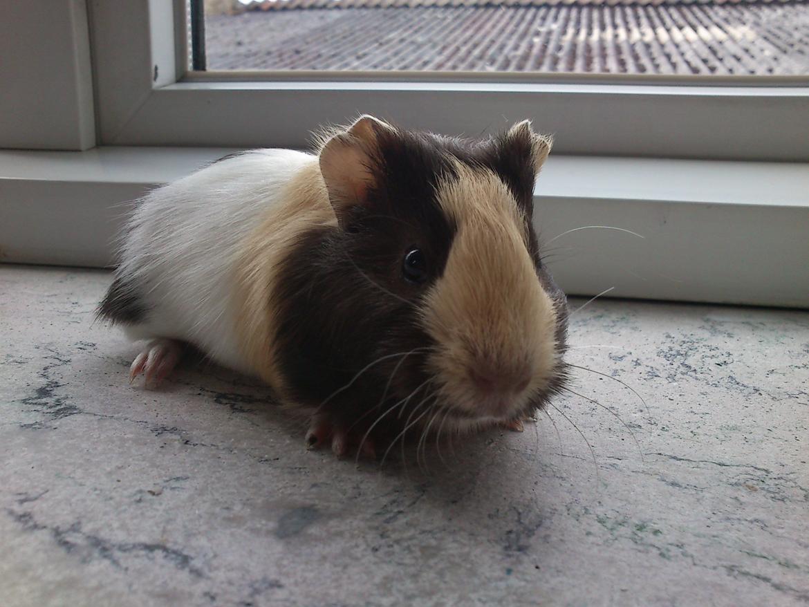 Marsvin tøzen billede 19