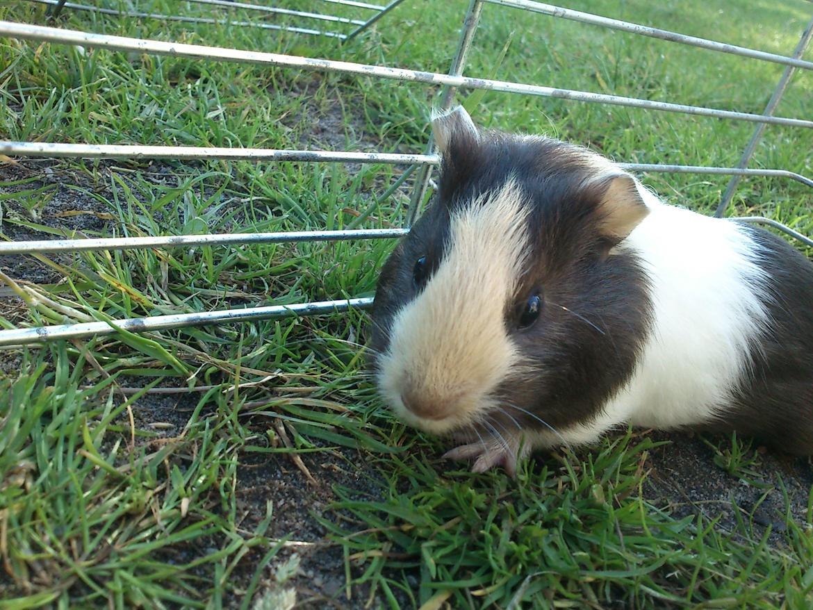 Marsvin tøzen billede 3