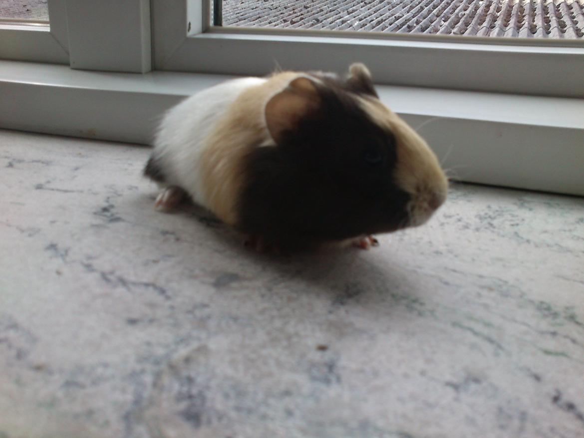 Marsvin tøzen billede 1