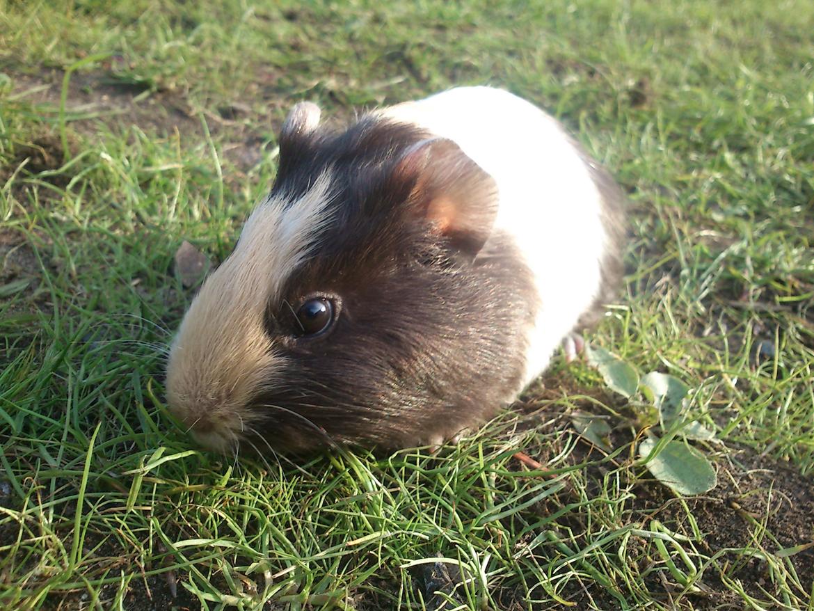 Marsvin tøzen billede 20